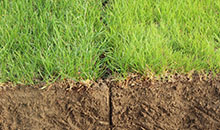 Get ready for more spring droughts – choose drought-tolerant 4turf® varieties 